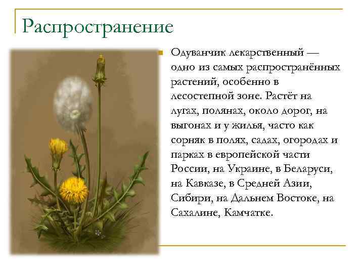 Распространение n Одуванчик лекарственный — одно из самых распространённых растений, особенно в лесостепной зоне.