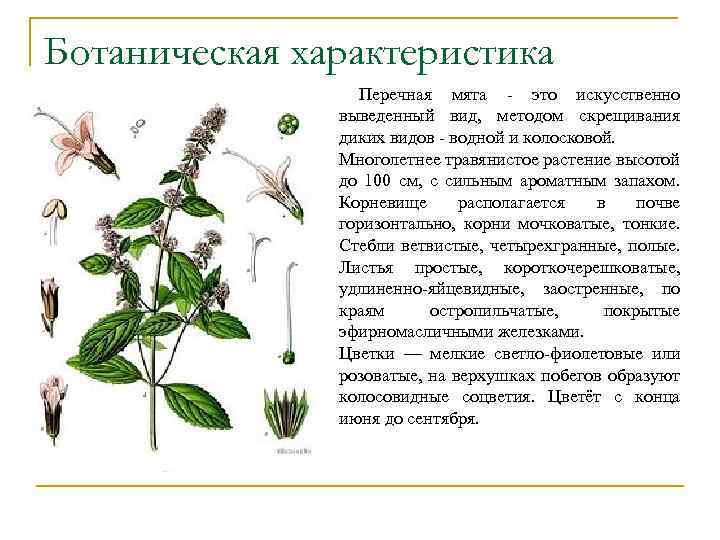 Ботаническая характеристика Перечная мята - это искусственно выведенный вид, методом скрещивания диких видов -