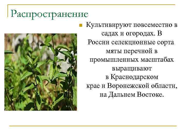 Распространение n Культивируют повсеместно в садах и огородах. В России селекционные сорта мяты перечной