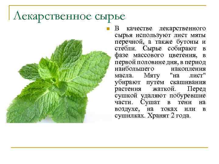 Лекарственное сырье n В качестве лекарственного сырья используют лист мяты перечной, а также бутоны
