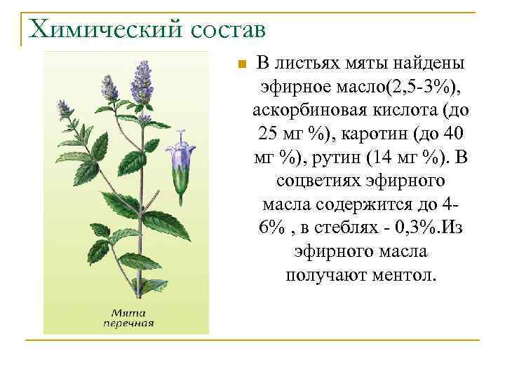 Химический состав n В листьях мяты найдены эфирное масло(2, 5 -3%), аскорбиновая кислота (до