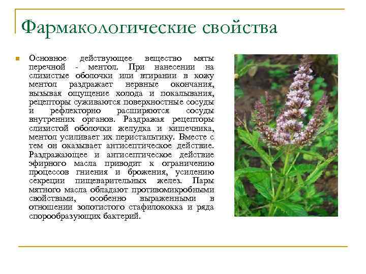 Фармакологические свойства n Основное действующее вещество мяты перечной - ментол. При нанесении на слизистые