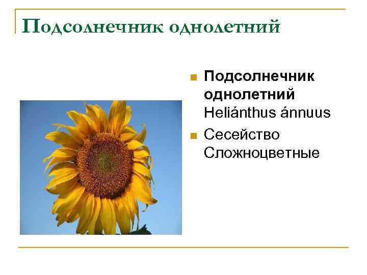 Подсолнечник однолетний n n Подсолнечник однолетний Heliánthus ánnuus Сесейство Сложноцветные 