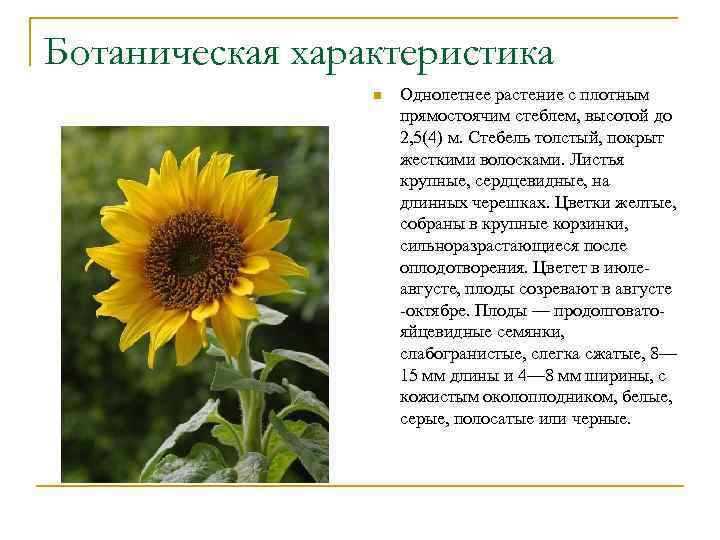Ботаническая характеристика n Однолетнее растение с плотным прямостоячим стеблем, высотой до 2, 5(4) м.