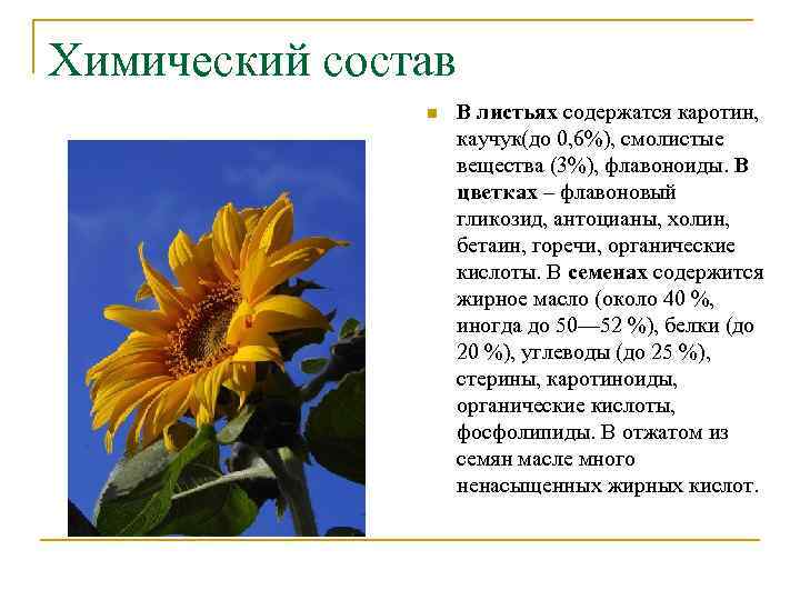 Химический состав n В листьях содержатся каротин, каучук(до 0, 6%), смолистые вещества (3%), флавоноиды.
