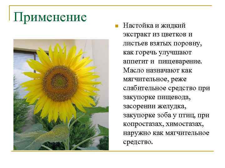 Применение n Настойка и жидкий экстракт из цветков и листьев взятых поровну, как горечь