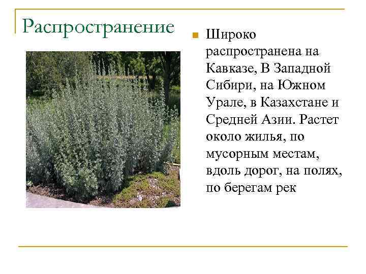 Распространение n Широко распространена на Кавказе, В Западной Сибири, на Южном Урале, в Казахстане