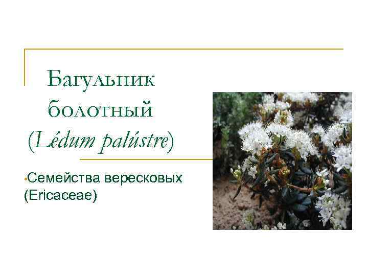 Багульник болотный (Lédum palústre) • Семейства (Ericaceae) вересковых 