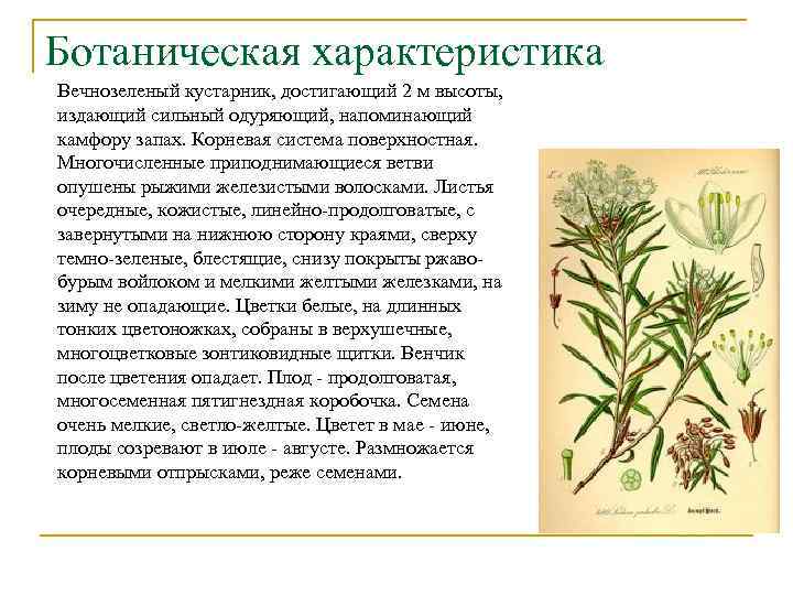 Ботаническая характеристика Вечнозеленый кустарник, достигающий 2 м высоты, издающий сильный одуряющий, напоминающий камфору запах.