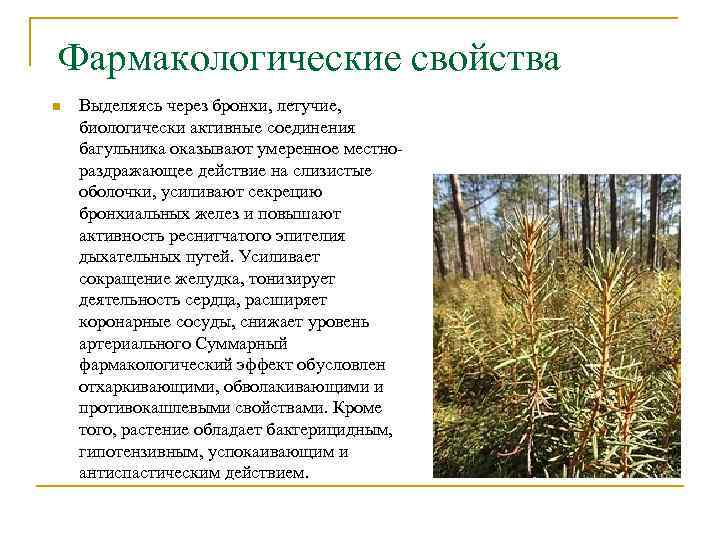 Фармакологические свойства n Выделяясь через бронхи, летучие, биологически активные соединения багульника оказывают умеренное местнораздражающее