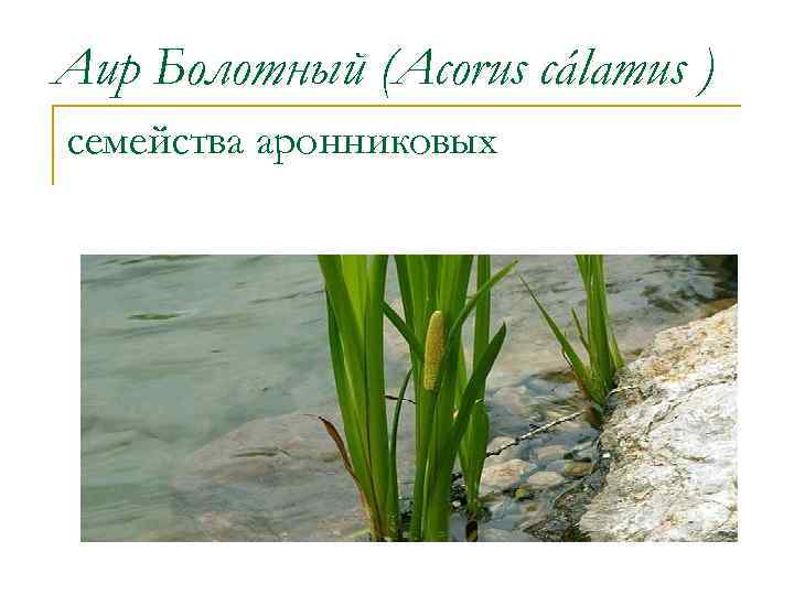 Аир Болотный (Acorus cálamus ) семейства аронниковых 