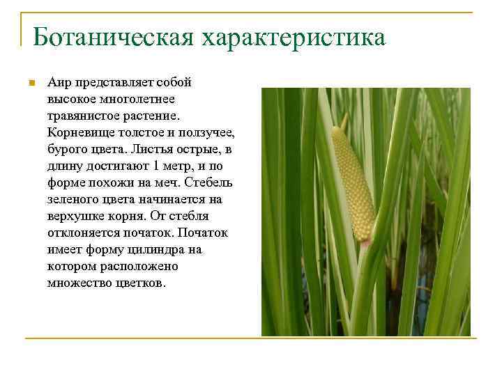 Ботаническая характеристика n Аир представляет собой высокое многолетнее травянистое растение. Корневище толстое и ползучее,