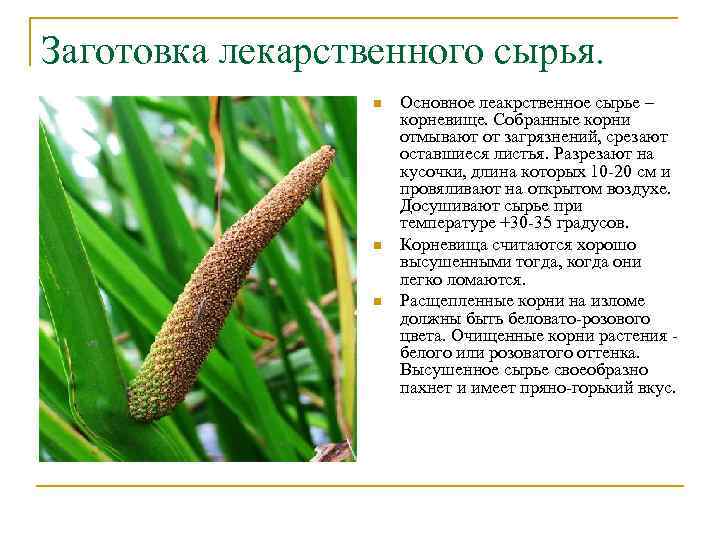 Заготовка лекарственного сырья. n n n Основное леакрственное сырье – корневище. Собранные корни отмывают