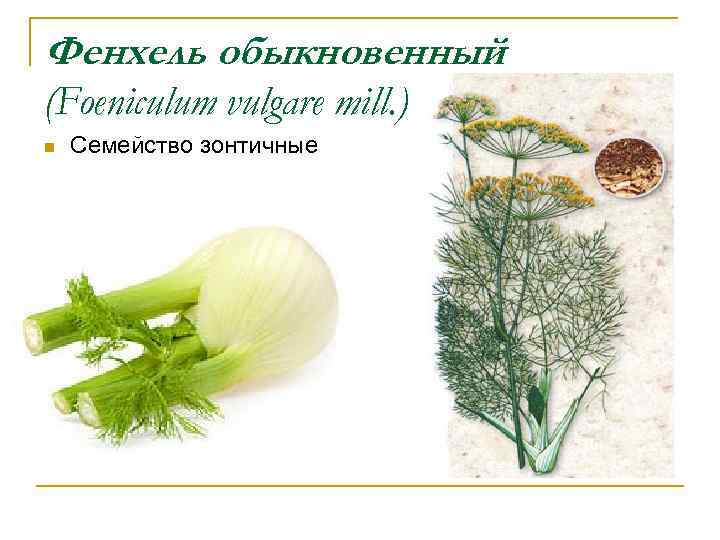 Фенхель обыкновенный (Foeniculum vulgare mill. ) n Семейство зонтичные 