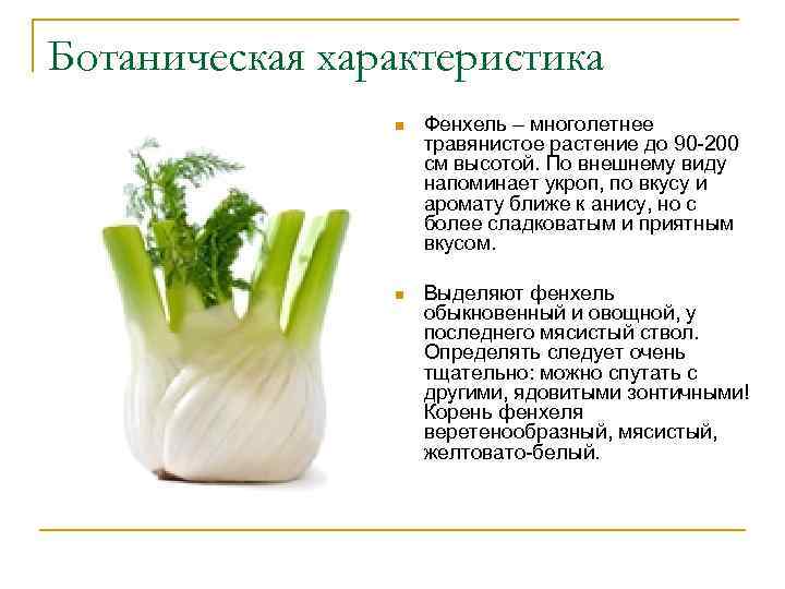 Ботаническая характеристика n Фенхель – многолетнее травянистое растение до 90 -200 см высотой. По