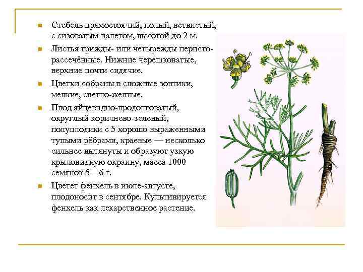 n n n Стебель прямостоячий, полый, ветвистый, с сизоватым налетом, высотой до 2 м.