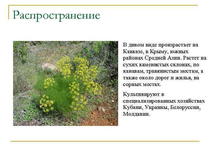 Распространение В диком виде произрастает на Кавказе, в Крыму, южных районах Средней Азии. Растет