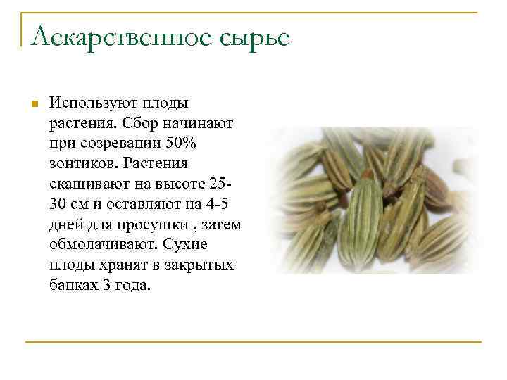 Лекарственное сырье n Используют плоды растения. Сбор начинают при созревании 50% зонтиков. Растения скашивают