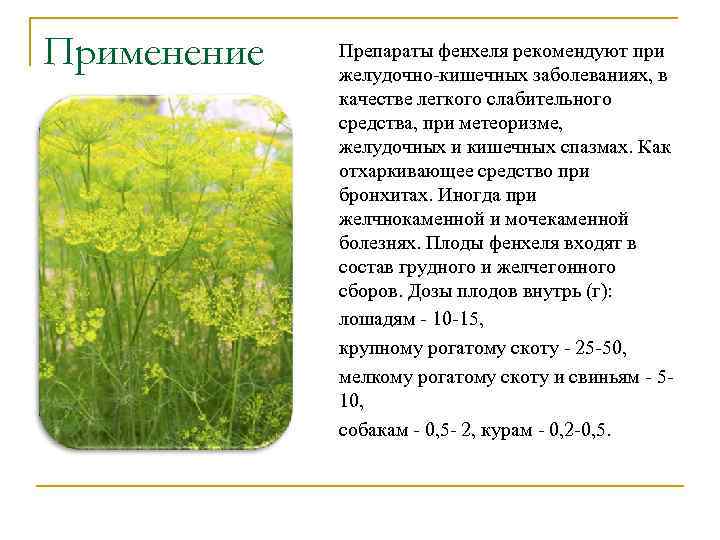 Применение Препараты фенхеля рекомендуют при желудочно-кишечных заболеваниях, в качестве легкого слабительного средства, при метеоризме,