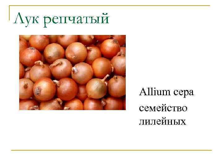 Лук репчатый Allium cepa семейство лилейных 