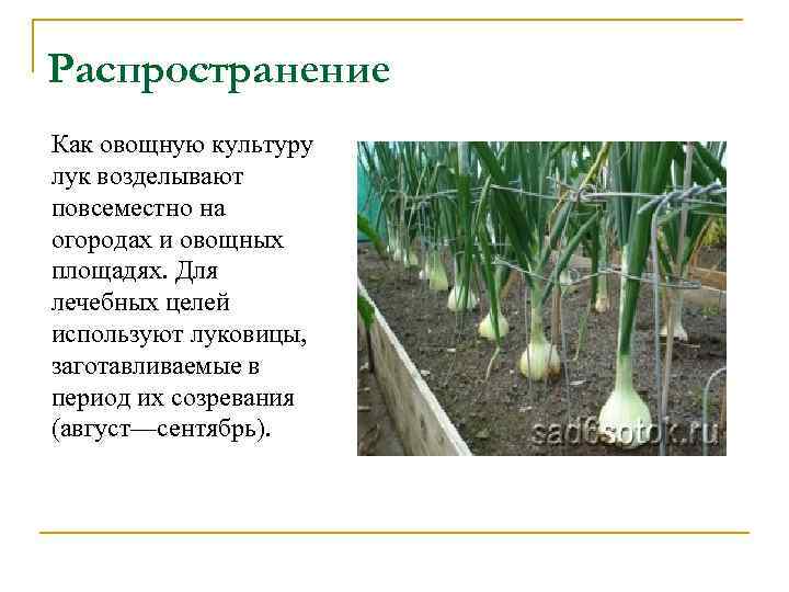 Распространение Как овощную культуру лук возделывают повсеместно на огородах и овощных площадях. Для лечебных