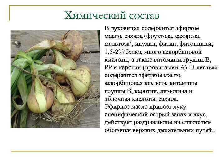 Химический состав В луковицах содержится эфирное масло, сахара (фруктоза, сахароза, мальтоза), инулин, фитонциды; 1,