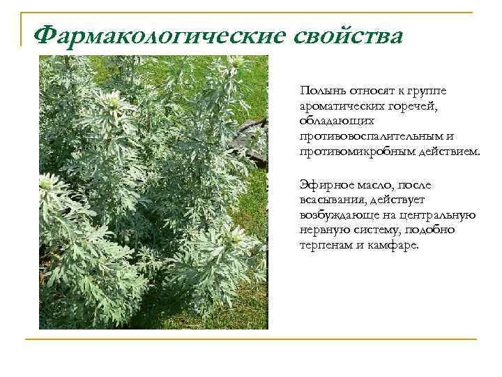 Фармакологические свойства Полынь относят к группе ароматических горечей, обладающих противовоспалительным и противомикробным действием. Эфирное