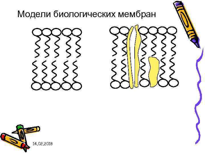 Модели биологических мембран 14. 02. 2018 