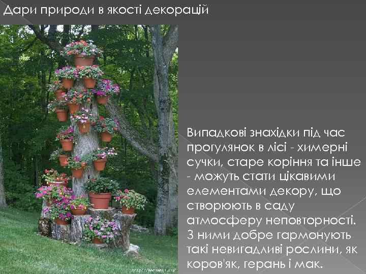 Дари природи в якості декорацій Випадкові знахідки під час прогулянок в лісі - химерні