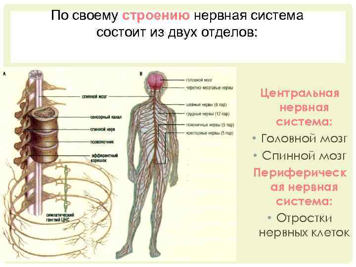 По своему строению нервная система состоит из двух отделов: Центральная нервная система: • Головной