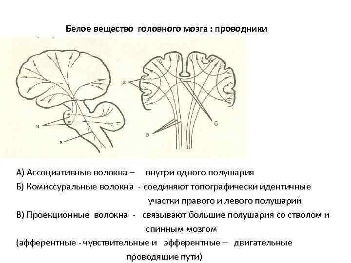 Структура белого вещества головного мозга. Ассоциативные комиссуральные и проекционные волокна. Волокна мозга ассоциативные комиссуральные. Комиссуральные проводящие пути.