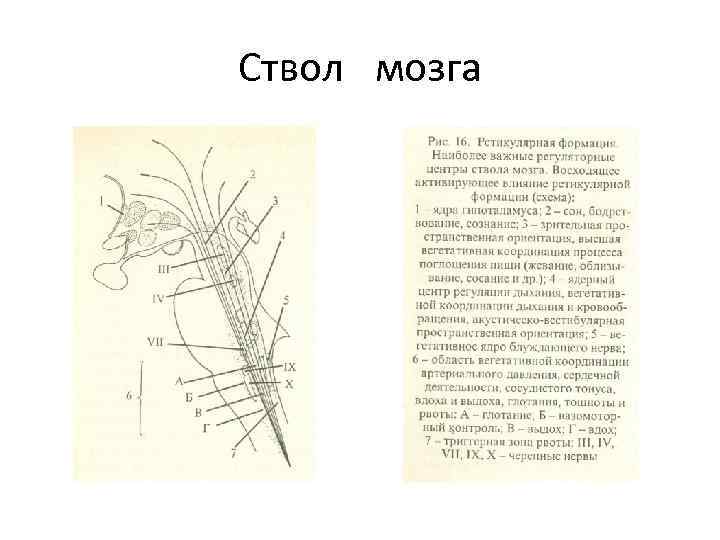 Ствол мозга 