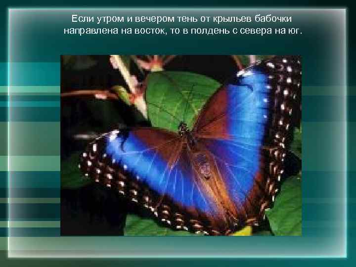 Если утром и вечером тень от крыльев бабочки направлена на восток, то в полдень