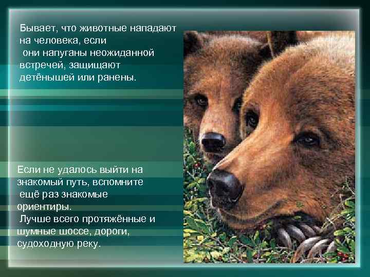 Бывает, что животные нападают на человека, если они напуганы неожиданной встречей, защищают детёнышей или