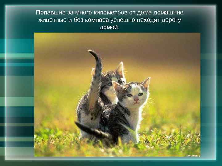 Попавшие за много километров от домашние животные и без компаса успешно находят дорогу домой.