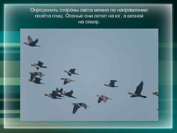 Определить стороны света можно по направлению полёта птиц. Осенью они летят на юг, а