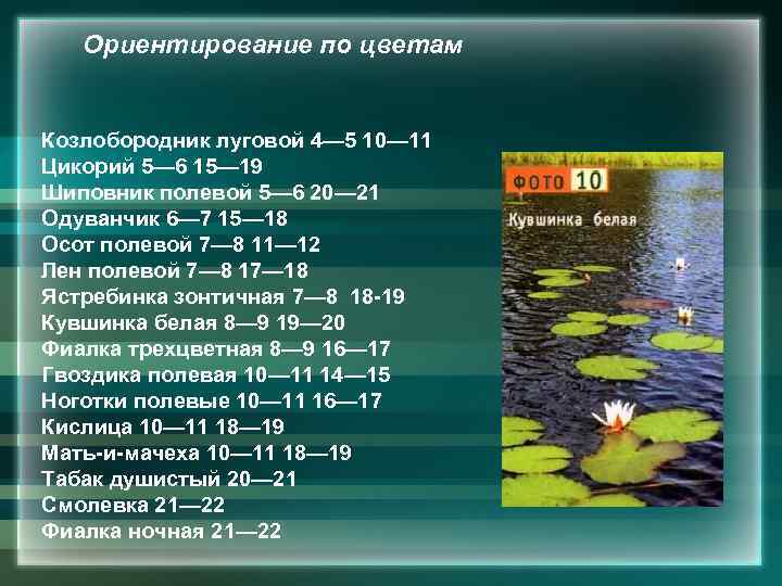 Ориентирование по цветам Козлобородник луговой 4— 5 10— 11 Цикорий 5— 6 15— 19