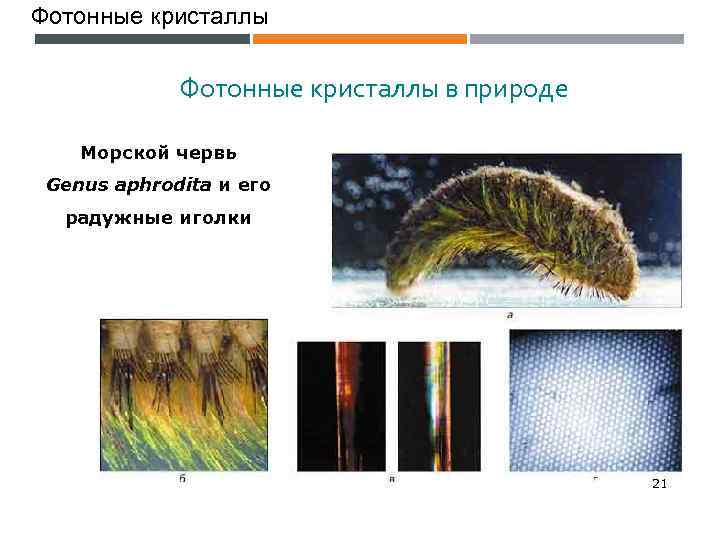 Фотонные кристаллы в природе Морской червь Genus aphrodita и его радужные иголки 21 