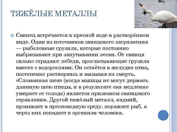 ТЯЖЁЛЫЕ МЕТАЛЛЫ Свинец встречается в пресной воде в растворённом виде. Один из источников свинцового