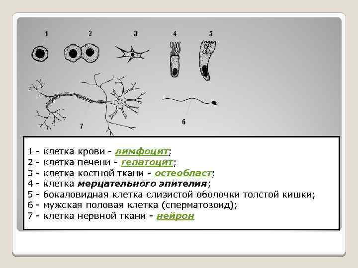 1 - клетка крови - лимфоцит; 2 - клетка печени - гепатоцит; 3 -