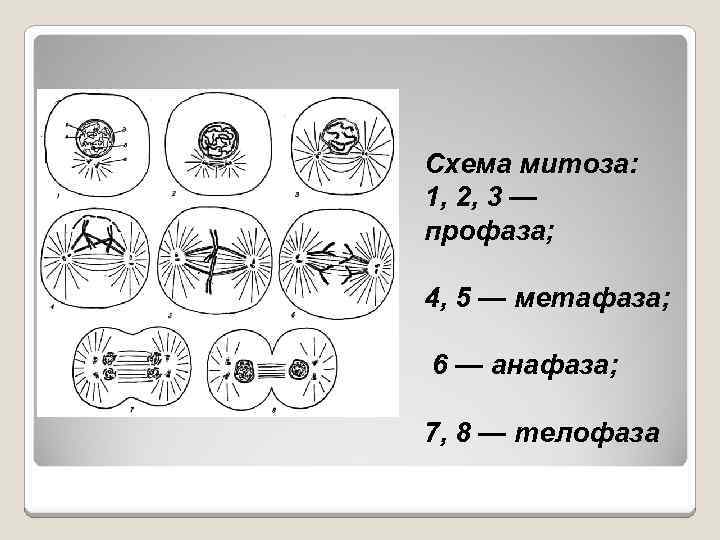 Профаза метафаза анафаза телофаза рисунок