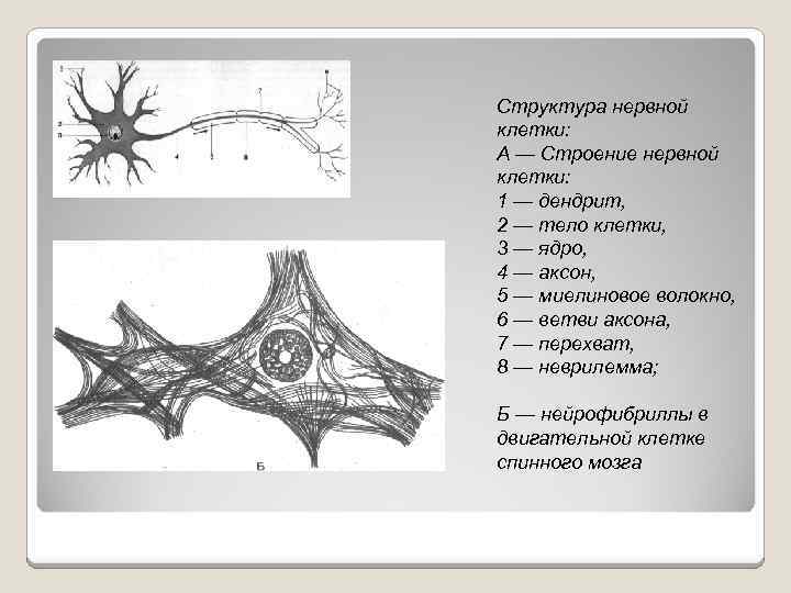 Структура нервной клетки: А — Строение нервной клетки: 1 — дендрит, 2 — тело