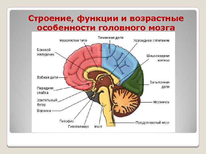 Каковы особенности головного мозга