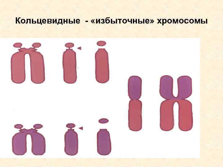 Кольцевидные - «избыточные» хромосомы 