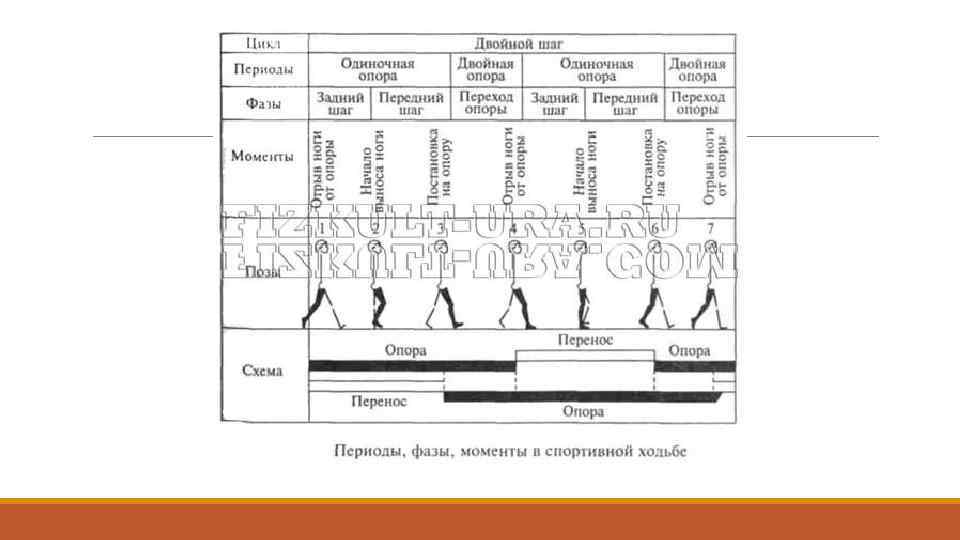 Шаг в период 3. Цикл спортивной ходьбы. Периоды спортивной ходьбы. Фазы спортивной ходьбы. Цикл движения в спортивной ходьбе.