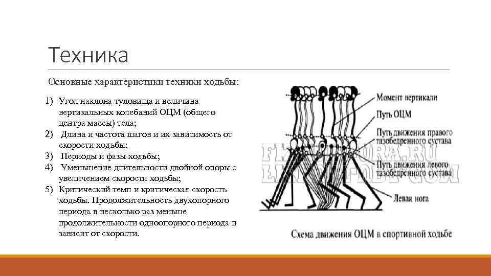 Техника Основные характеристики техники ходьбы: 1) Угол наклона туловища и величина вертикальных колебаний ОЦМ