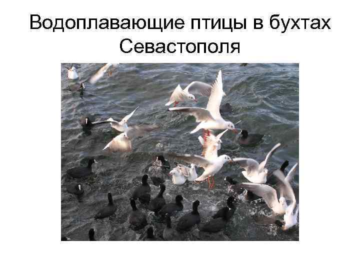 Птицы Севастополя Фото