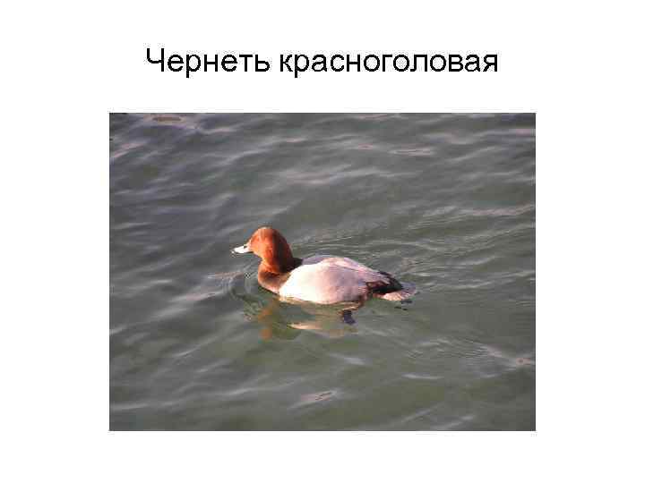 Чернеть красноголовая 