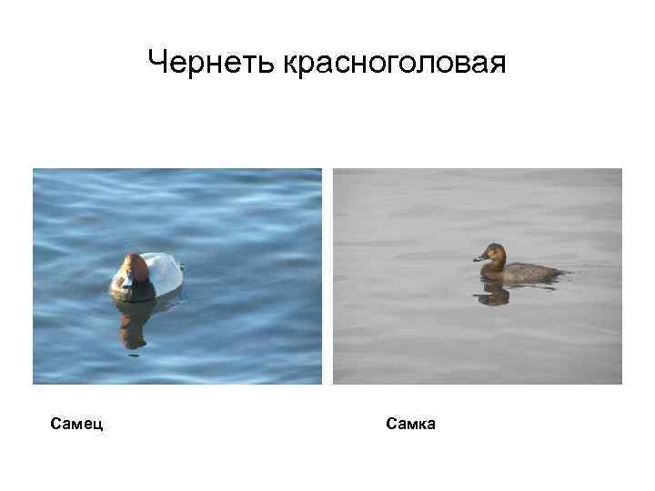 Чернеть красноголовая Самец Самка 