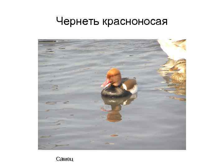 Чернеть красноносая Самец 